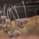 Grote bloedsteelmycena Grote bloedsteelmycena