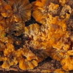 Oranje aderzwam Oranje aderzwam