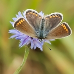 Icarusblauwtje Icarusblauwtje
