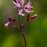 Echte koekoeksbloem Echte koekoeksbloem