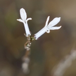 Waterlobelia (zeldzaam) Waterlobelia (zeldzaam)