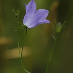 Grasklokje Grasklokje