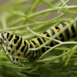 Koninginnepage rups Koninginnepage rups
