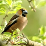 Appelvink Appelvink
