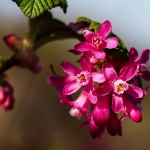 Rode ribes Rode ribes