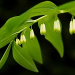 Salomonszegel Salomonszegel