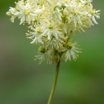 Knolspirea - zeldzaam Knolspirea - zeldzaam