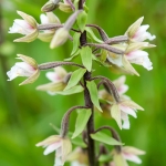 Moeraswespenorchis - zeldzaam Moeraswespenorchis - zeldzaam