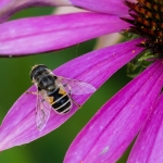Kleine bijvlieg Kleine bijvlieg