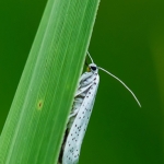 Vogelkersstippelmot Vogelkersstippelmot