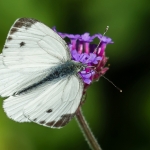 Klein geaderd witje Klein geaderd witje