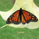 Monarchvlinder Monarchvlinder