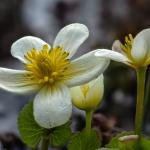 Witte dotterbloem Witte dotterbloem