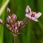 Zwanenbloem Zwanenbloem