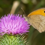 Bruin zandoogje Bruin zandoogje