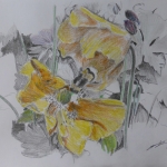 Poppies Poppies