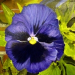 Viola - 2 Viola - 2