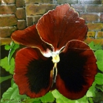 Viola - 3 Viola - 3