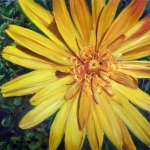 Yellow flower Yellow flower