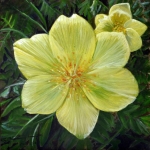 mountain anemone mountain anemone