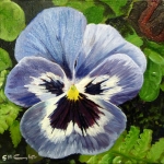 Viola - 5 Viola - 5