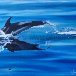 Striped dolphin Striped dolphin