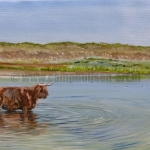 Highland Cow Highland Cow