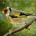 Goldfinch Goldfinch