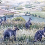 Wallabies Wallabies