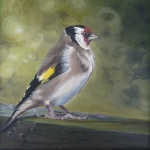 Male goldfinch Male goldfinch