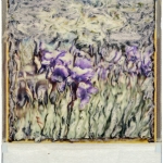 Irissen Zuid Frankrijk