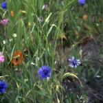 Bloemen tussen koren door