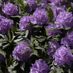 Rodondendron 2