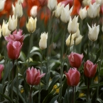 Tulpen