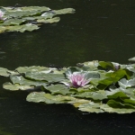 Waterlelie 2