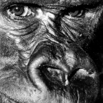 Gorilla 1968