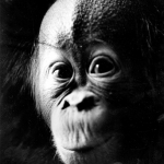 Jonge Orang oetan 1966