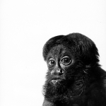 Satan Saki 1967