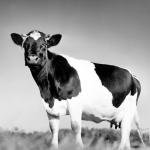 Bonte koe 1971