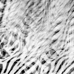 Dubbele zebra