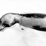 Zeehond 1968