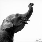Indische Olifant 1974