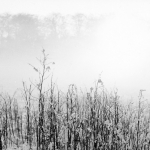 Jonge bomen in sneeuw 1965