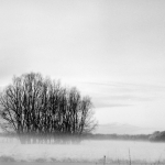 Bomen in de sneeuw 1965 PWLN-020