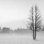 Bomen in de sneeuw 1965 PWLN-021