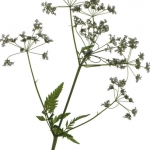 Fluitekruid