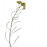 Geel bloemetje