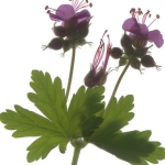Geranium