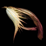 Acanthus Acanthus