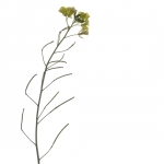 Geel bloemetje Geel bloemetje
